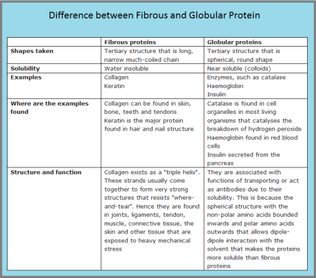 Difference between Fibrous and Globular Proteins